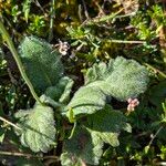 Scabiosa cinerea Листок