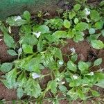 Mazus pumilus Habitus