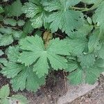 Geranium clarkei Foglia