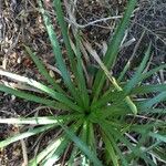 Eryngium paniculatum ശീലം