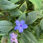 Eranthemum pulchellum Flower