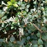Osmanthus delavayi Levél