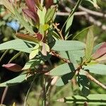 Eucalyptus parvula Fuelha