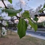 Malus spectabilis Leaf