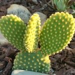 Opuntia microdasysЦветок