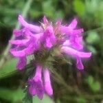 Stachys officinalis Λουλούδι