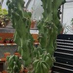 Myrtillocactus geometrizans 形态