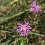 Centaurea stoebeЦвят