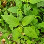 Lycopus virginicus Leaf