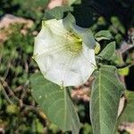 Datura innoxia 花