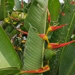 Heliconia latispathaBlodyn