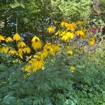 Rudbeckia nitida Квітка