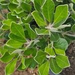 Pittosporum crassifolium Φύλλο