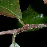 Casearia corymbosa Bark