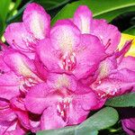 Rhododendron catawbiense Blomst