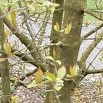 Viburnum prunifolium 树皮