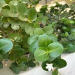 Carissa macrocarpa Folha