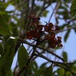 Molinaea alternifolia Fruct