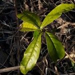 Cordia americana Leaf