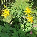 Hemerocallis fulva花