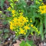 Senecio ampullaceus Flower