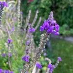 Lobelia fenestralis Flower