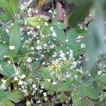 Galium scabrum Flower