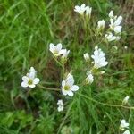 Saxifraga granulataКветка