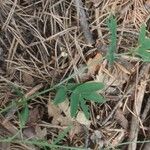 Lathyrus linifolius Blad