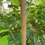 Pterostyrax hispidus Cortiza