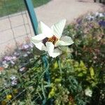 Hibiscus trionum Bloem