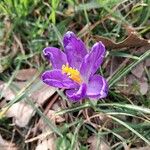 Crocus neapolitanus Flors