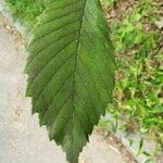 Ulmus americana Leaf