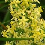 Galium × pomeranicum Kwiat