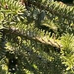 Abies pinsapo Levél