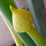 Allium cepa果