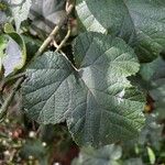 Rubus moluccanus Φύλλο
