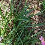 Zephyranthes carinata Blatt