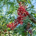 Schinus molle 果実