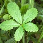 Potentilla anglicaLevél