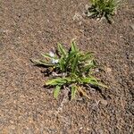 Cynoglossum borbonicum Leaf