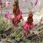 Hedysarum boveanum Квітка
