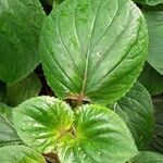 Gloxinia perennis Blad