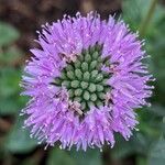 Monardella odoratissima Flower