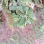 Prunus japonica 葉