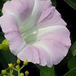 Calystegia sepiumVirág