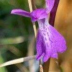 Anacamptis palustris Blomma