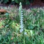 Spiranthes spiralisКвітка