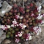 Crassula setulosa Flower