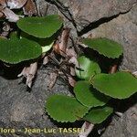 Adiantum reniforme Хабит